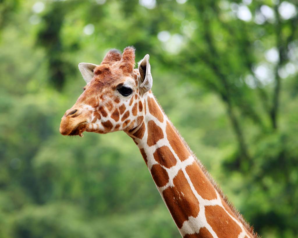 Foto, materieel, vrij, landschap, schilderstuk, bevoorraden foto,Giraffe, , , , 