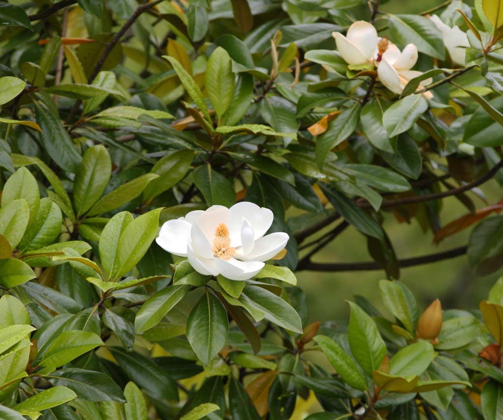 Foto, materieel, vrij, landschap, schilderstuk, bevoorraden foto,Magnolia grandiflora, , , , 