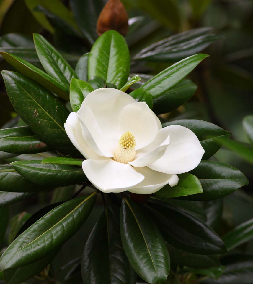 Foto, materieel, vrij, landschap, schilderstuk, bevoorraden foto,Magnolia grandiflora, , , , 