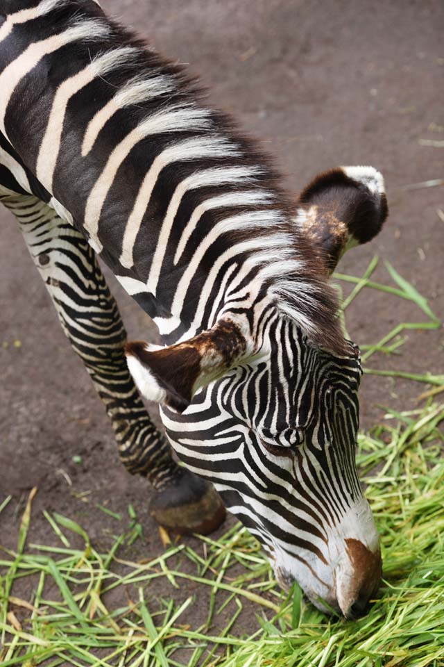 Foto, materieel, vrij, landschap, schilderstuk, bevoorraden foto,Zebra, , , , 