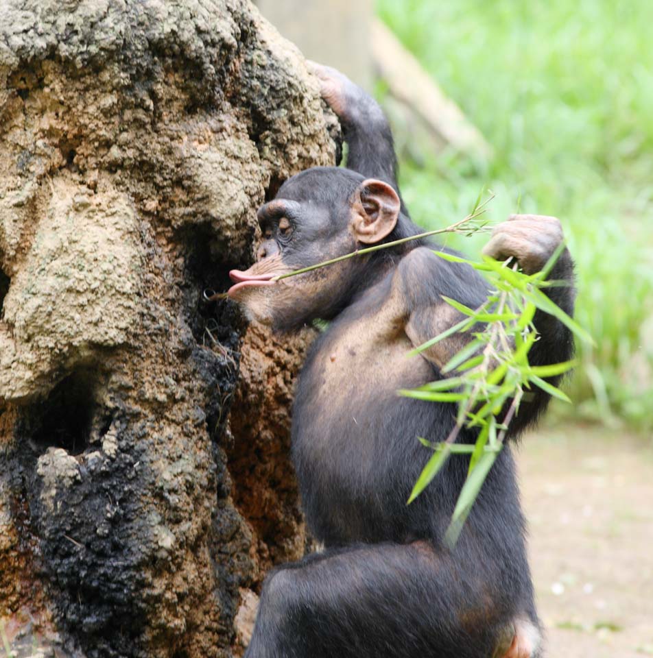 Foto, materieel, vrij, landschap, schilderstuk, bevoorraden foto,Chimpansee, , , , 