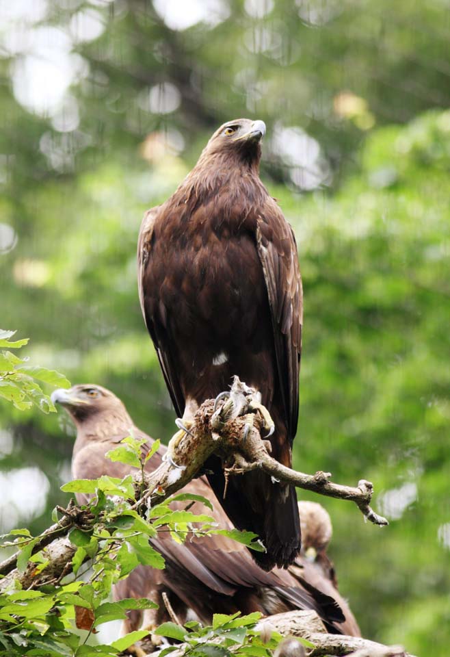 fotografia, material, livra, ajardine, imagine, proveja fotografia,Golden Eagle, , , , 