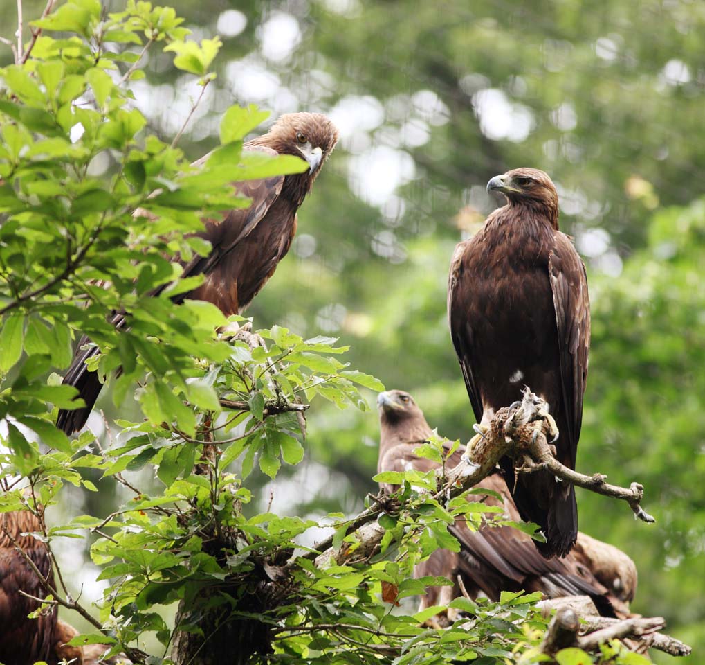 Foto, materiell, befreit, Landschaft, Bild, hat Foto auf Lager,Golden Eagle, , , , 