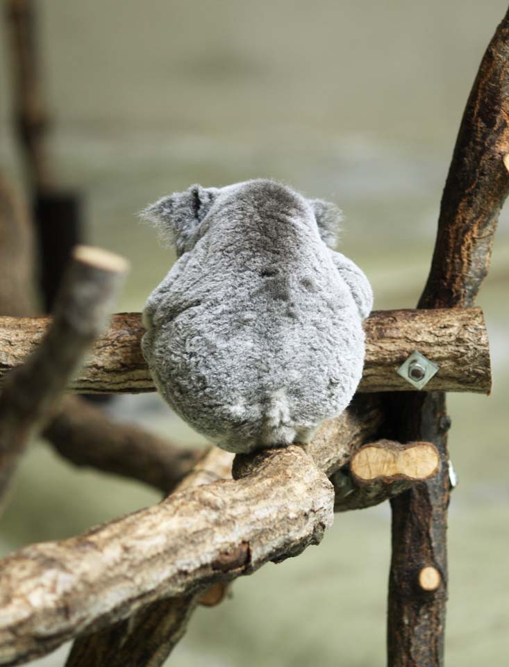 fotografia, materiale, libero il panorama, dipinga, fotografia di scorta,Il Koala, , , , 