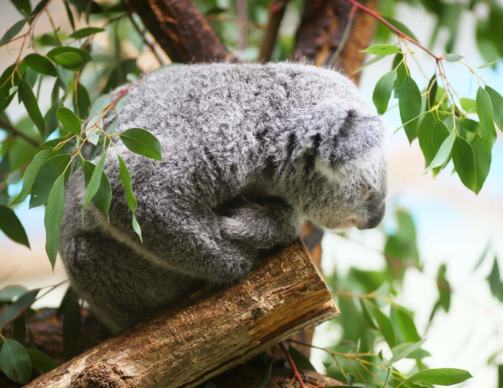 Foto, materieel, vrij, landschap, schilderstuk, bevoorraden foto,Koala, , , , 