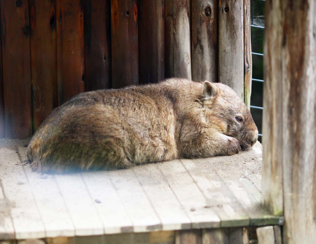 Foto, materieel, vrij, landschap, schilderstuk, bevoorraden foto,Wombat, , , , 