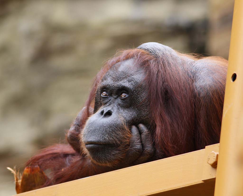 photo,material,free,landscape,picture,stock photo,Creative Commons,Orangutan of melancholy, , , , 