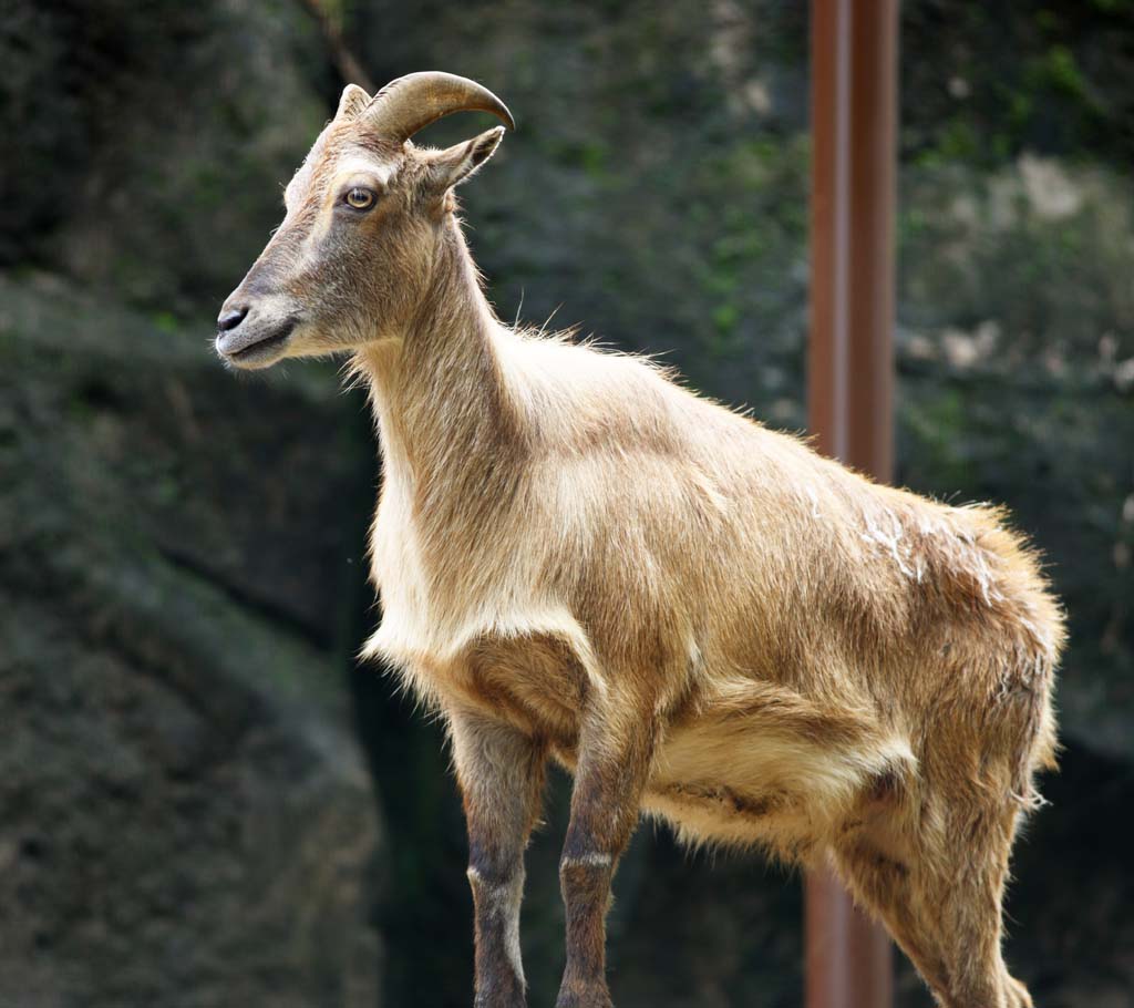 fotografia, materiale, libero il panorama, dipinga, fotografia di scorta,Il tahr himalayano, , , , 