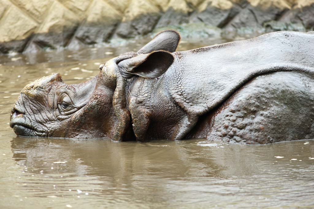 fotografia, materiale, libero il panorama, dipinga, fotografia di scorta,Rhino, , , , 