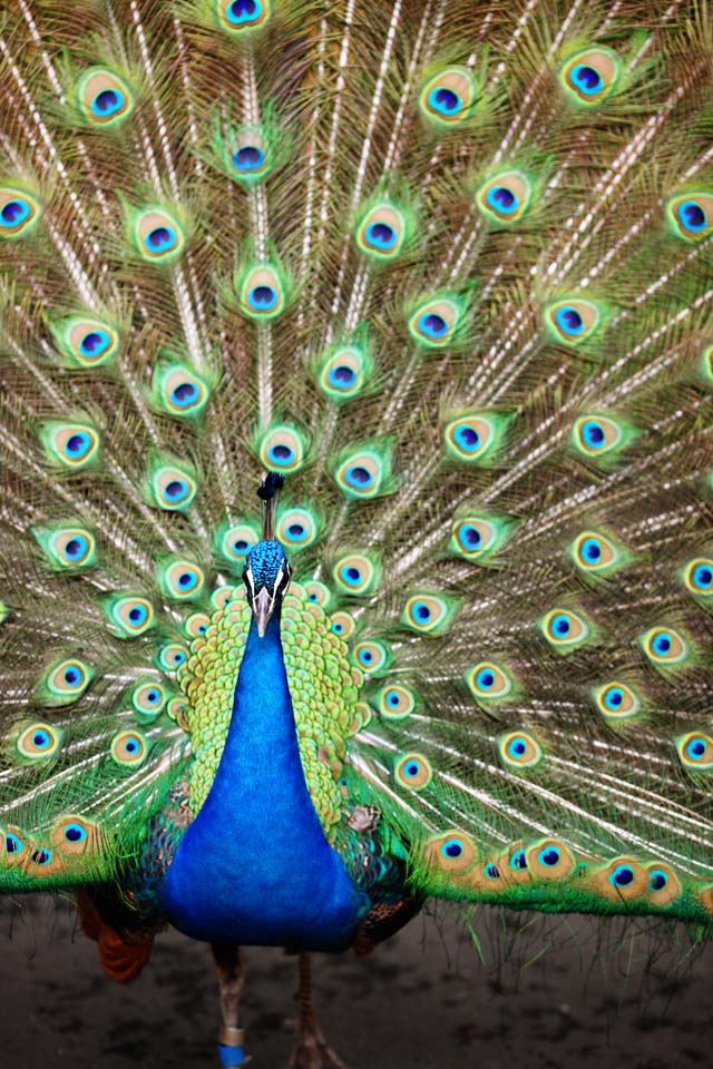 fotografia, materiale, libero il panorama, dipinga, fotografia di scorta,Peacock, , , , 