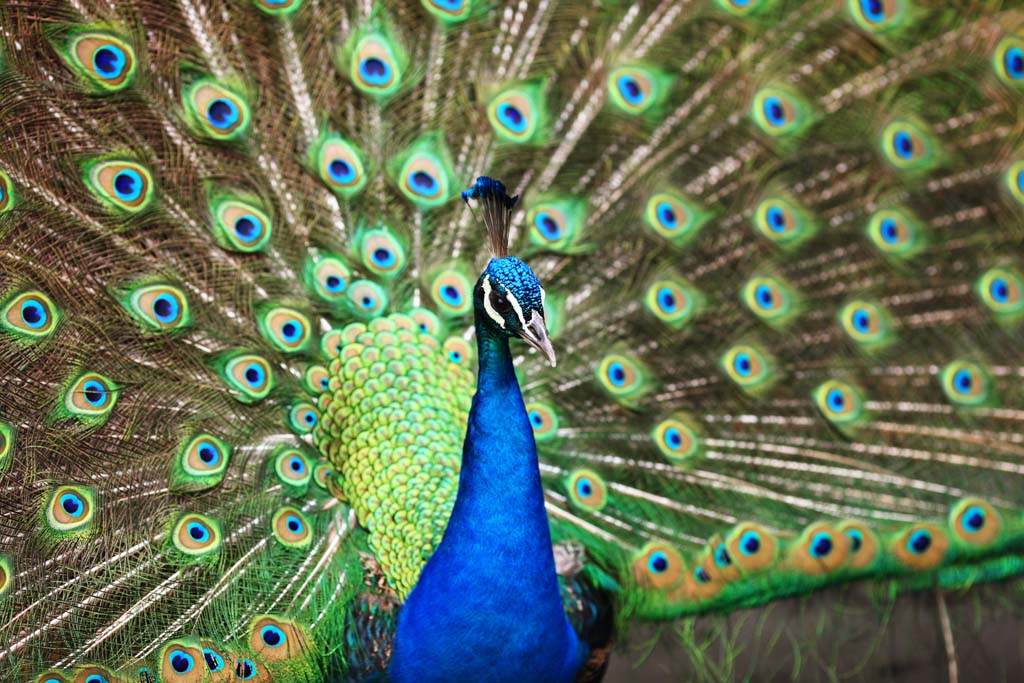 fotografia, materiale, libero il panorama, dipinga, fotografia di scorta,Peacock, , , , 