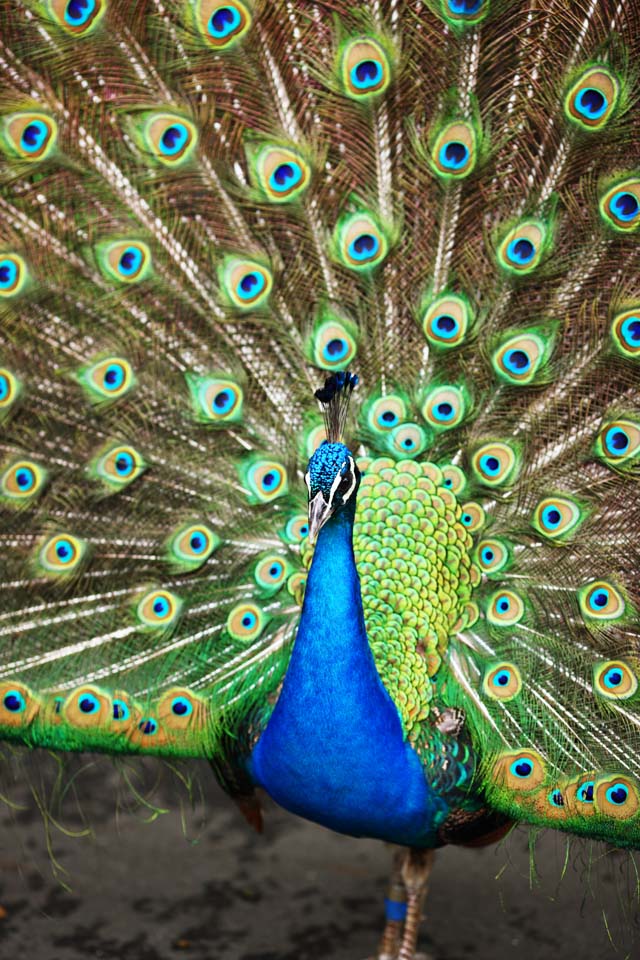 fotografia, materiale, libero il panorama, dipinga, fotografia di scorta,Peacock, , , , 