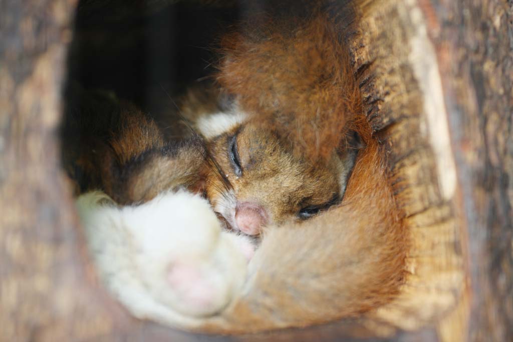 ,,, ,,,Dormouse, , , , 