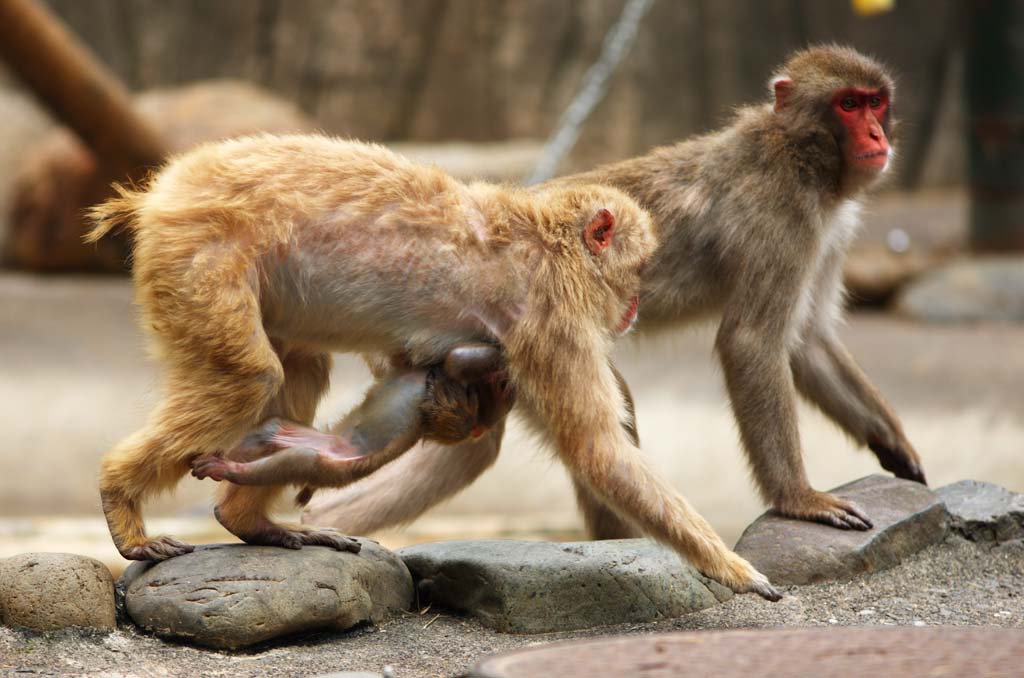 Foto, materieel, vrij, landschap, schilderstuk, bevoorraden foto,Japanse monkey, , , , 