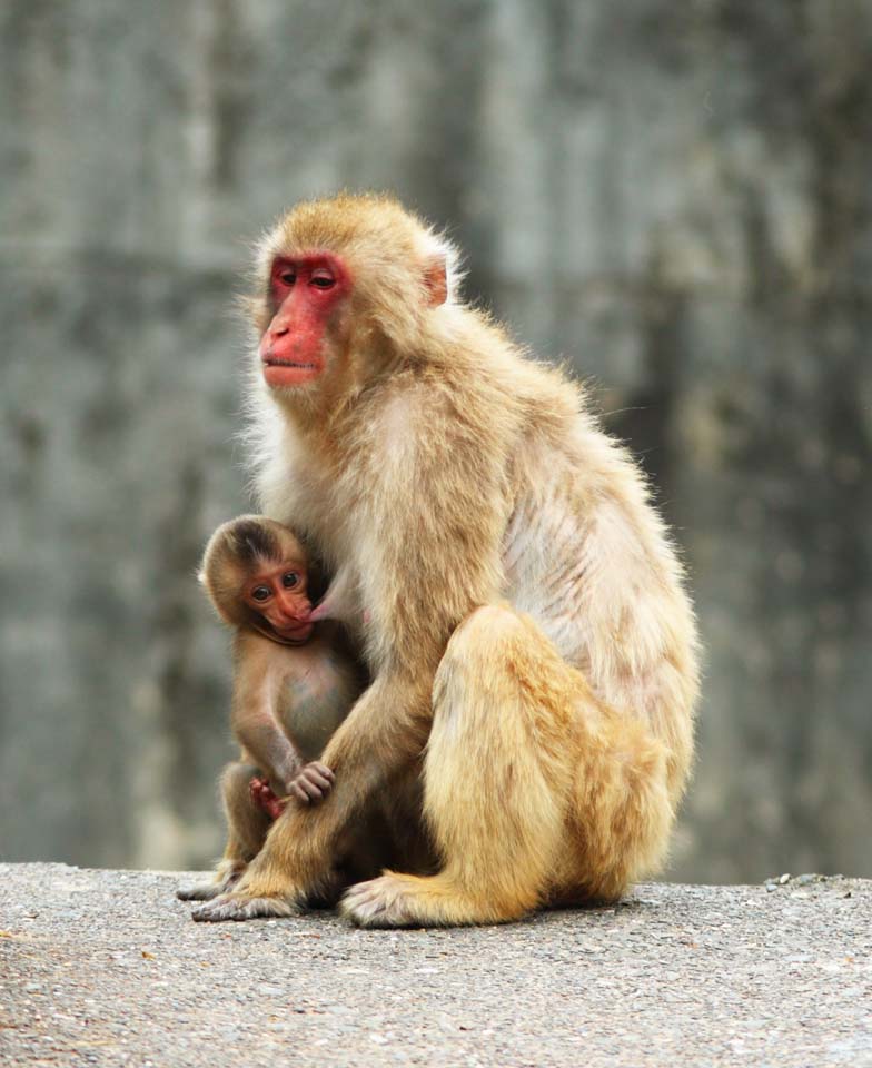 Foto, materieel, vrij, landschap, schilderstuk, bevoorraden foto,Japanse monkey, , , , 