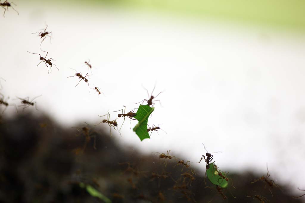 Foto, materieel, vrij, landschap, schilderstuk, bevoorraden foto,Leaf-cutting ant, , , , 