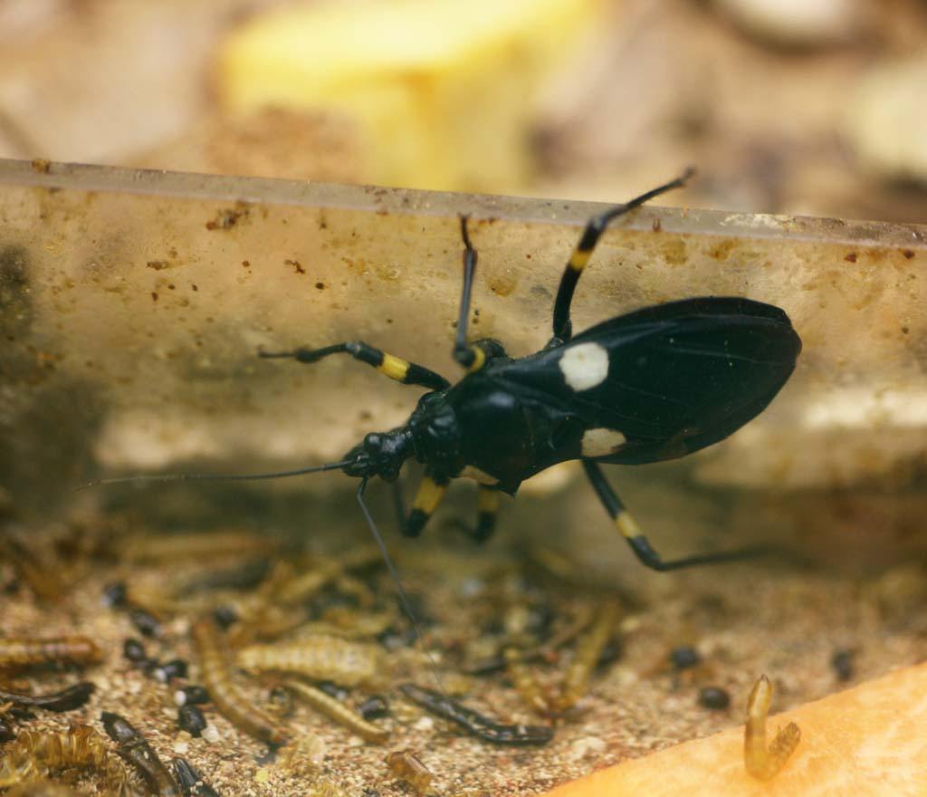 Foto, materieel, vrij, landschap, schilderstuk, bevoorraden foto,Witte Mont gigant assassin bug, , , , 