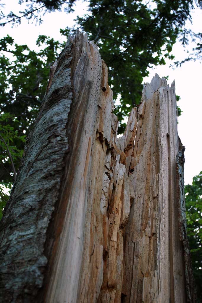 fotografia, materiale, libero il panorama, dipinga, fotografia di scorta,Albero triste, interruzione, legno, cavit, HimenumPond