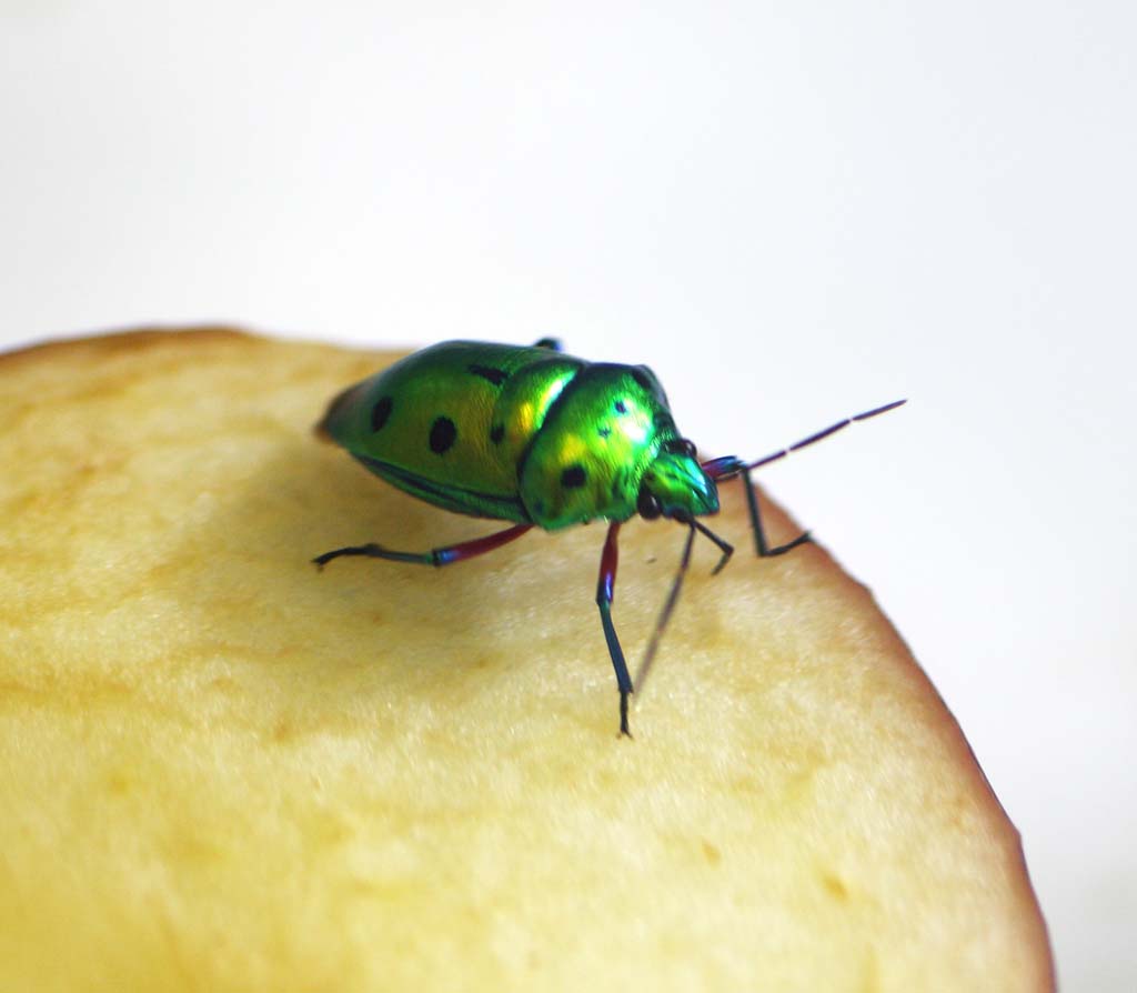 Foto, materieel, vrij, landschap, schilderstuk, bevoorraden foto,Nana Hoshi scutelleridae, , , , 