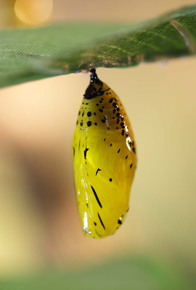 photo,material,free,landscape,picture,stock photo,Creative Commons,Pupae of butterfly, , , , 