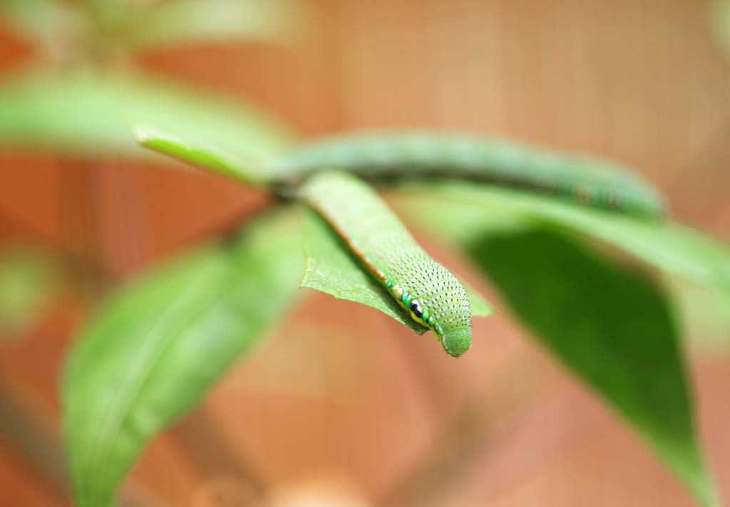 Foto, materiell, befreit, Landschaft, Bild, hat Foto auf Lager,Larven des groen orange tip, , , , 