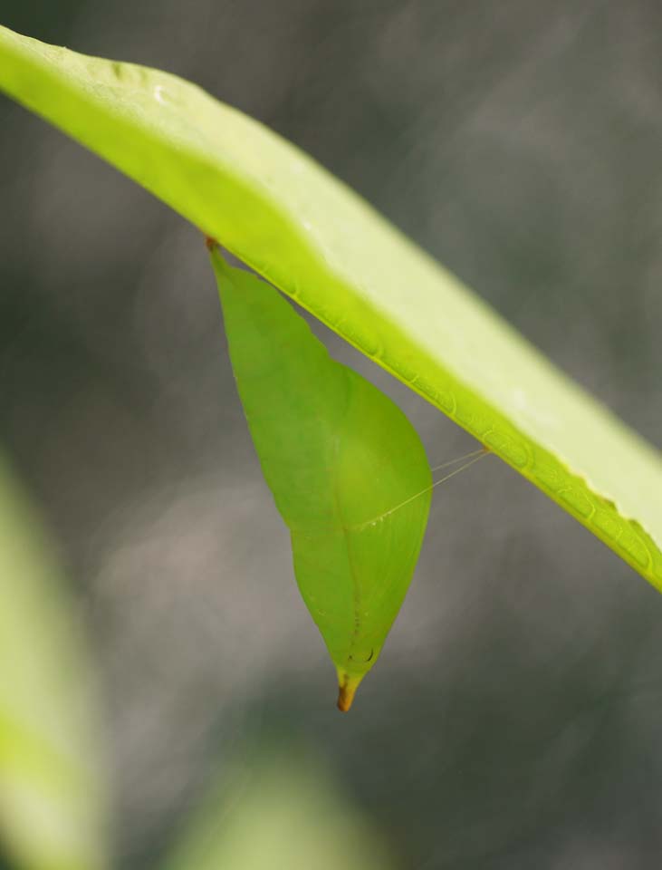 Foto, materiell, befreit, Landschaft, Bild, hat Foto auf Lager,Die Puppen von groer orange tip, , , , 