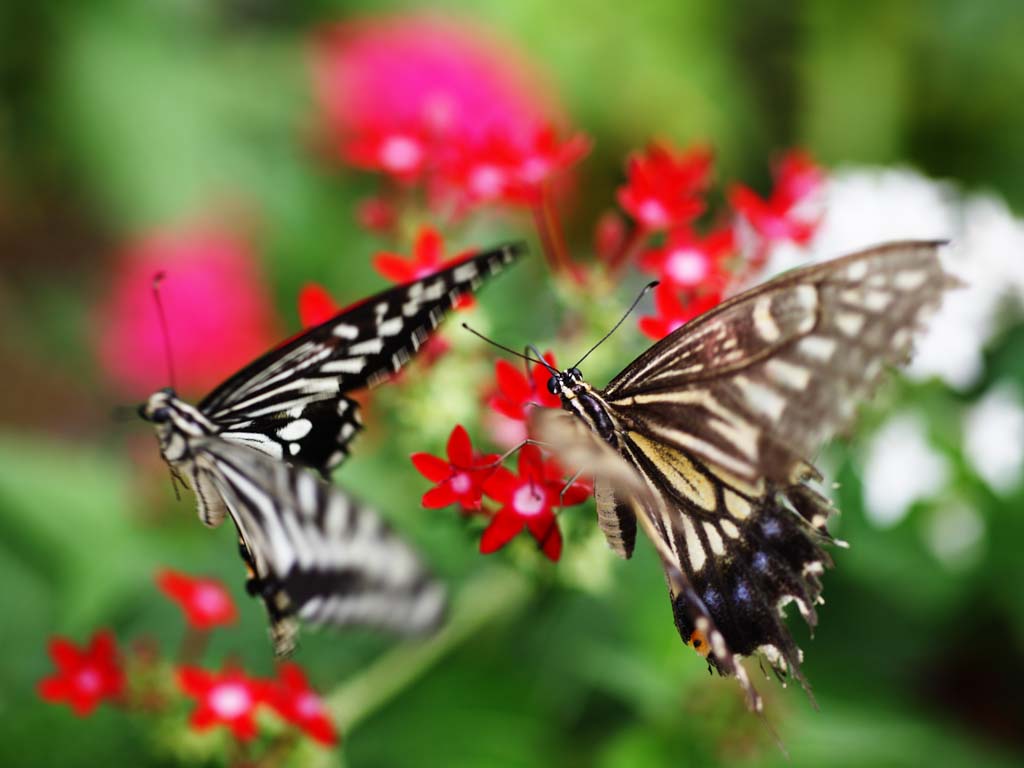 photo,material,free,landscape,picture,stock photo,Creative Commons,Courtship of butterfly, , , , 