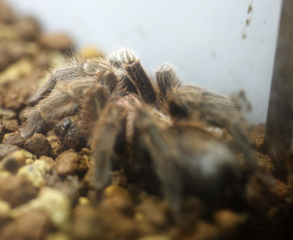 foto,tela,gratis,paisaje,fotografa,idea,Tarantula, , , , 