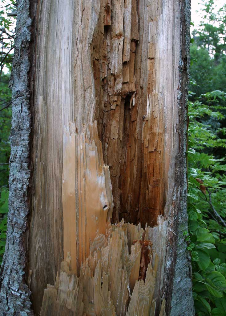 Foto, materiell, befreit, Landschaft, Bild, hat Foto auf Lager,Trauriger Baum, Bruch, Holz, Hohlraum, HimenumPond