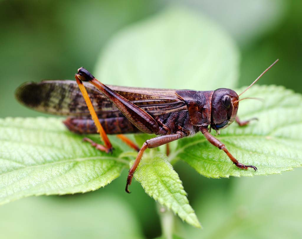 photo,material,free,landscape,picture,stock photo,Creative Commons,Migratory locust, , , , 