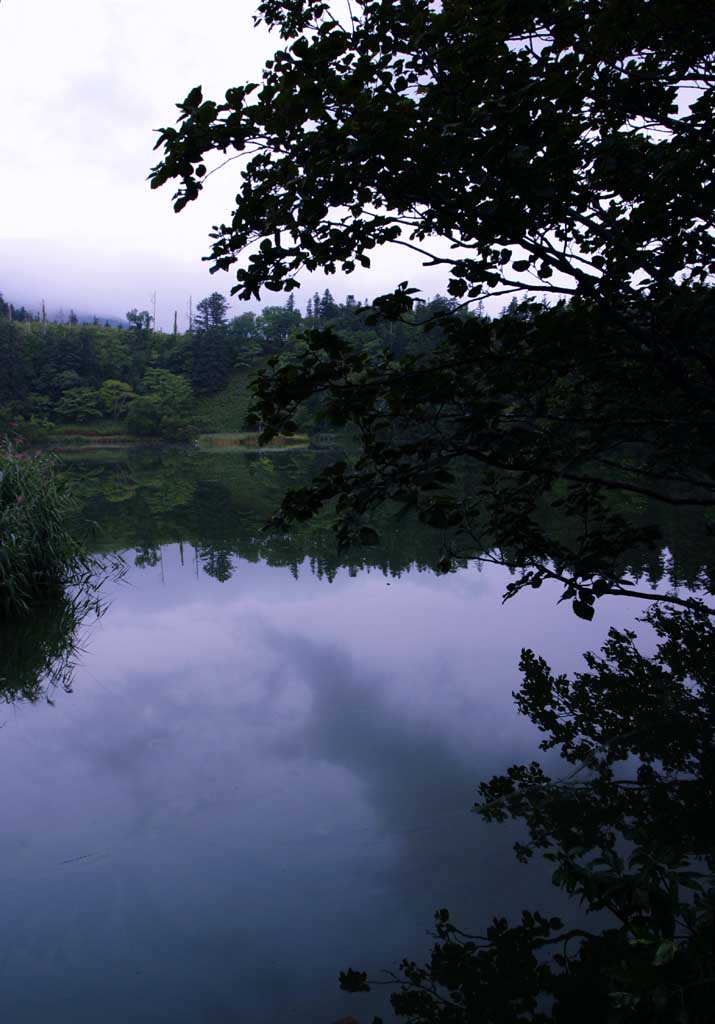 fotografia, materiale, libero il panorama, dipinga, fotografia di scorta,Stagno di mattina nebbioso, superficie di acqua, albero, cielo, HimenumPond