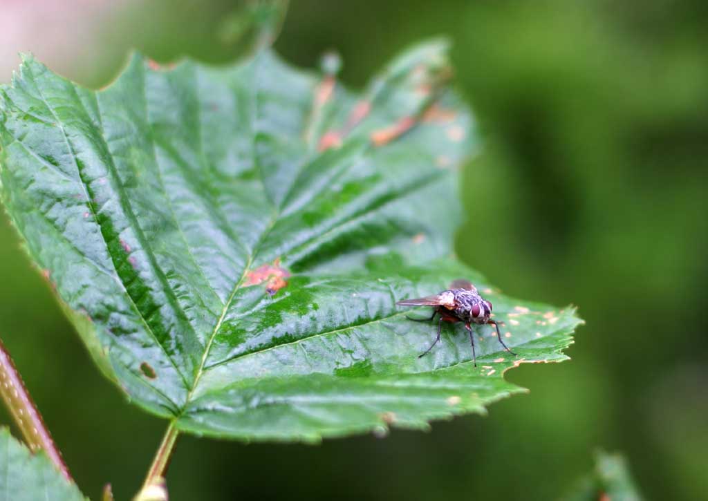 foto,tela,gratis,paisaje,fotografa,idea,Tbanos, Mosca de caballo, , , 