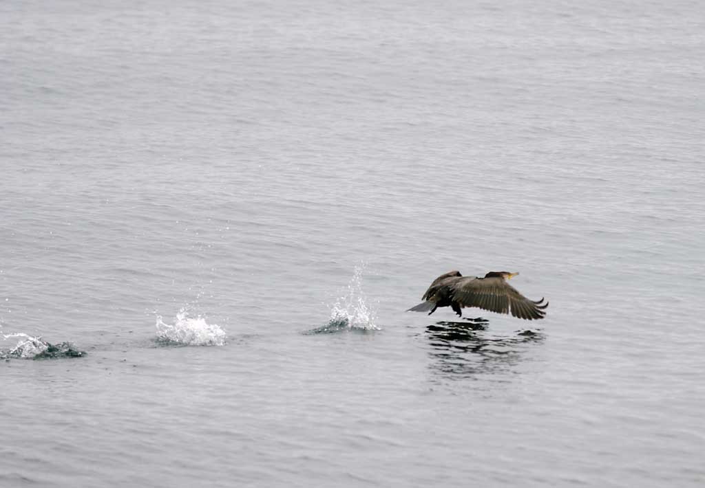 photo,material,free,landscape,picture,stock photo,Creative Commons,Cormorant taking off, cormorant, , , flap of wings