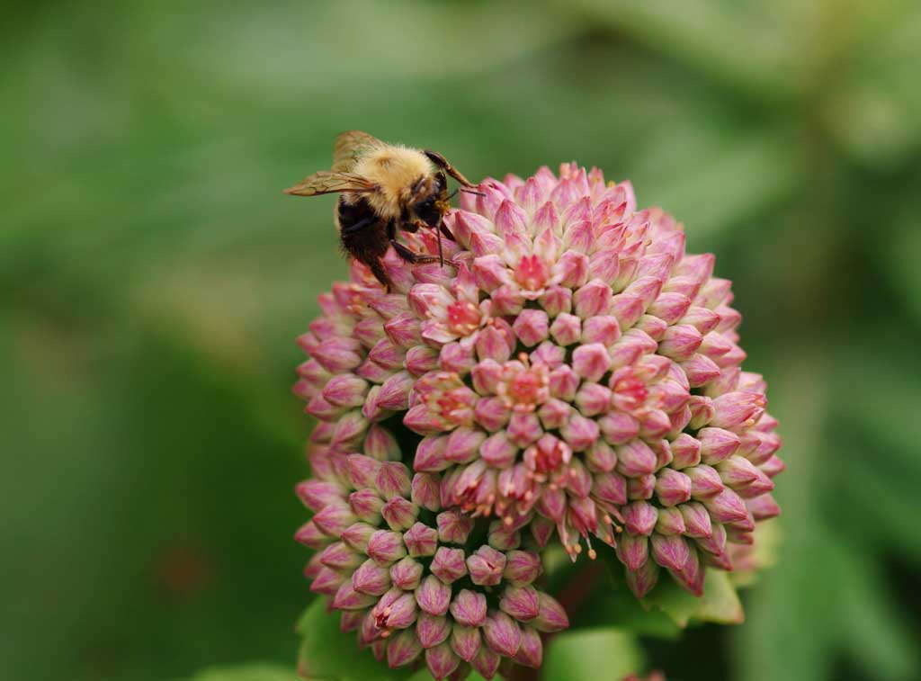 Foto, materieel, vrij, landschap, schilderstuk, bevoorraden foto,Bee en een kleine bloem, Bee, , , Bloem