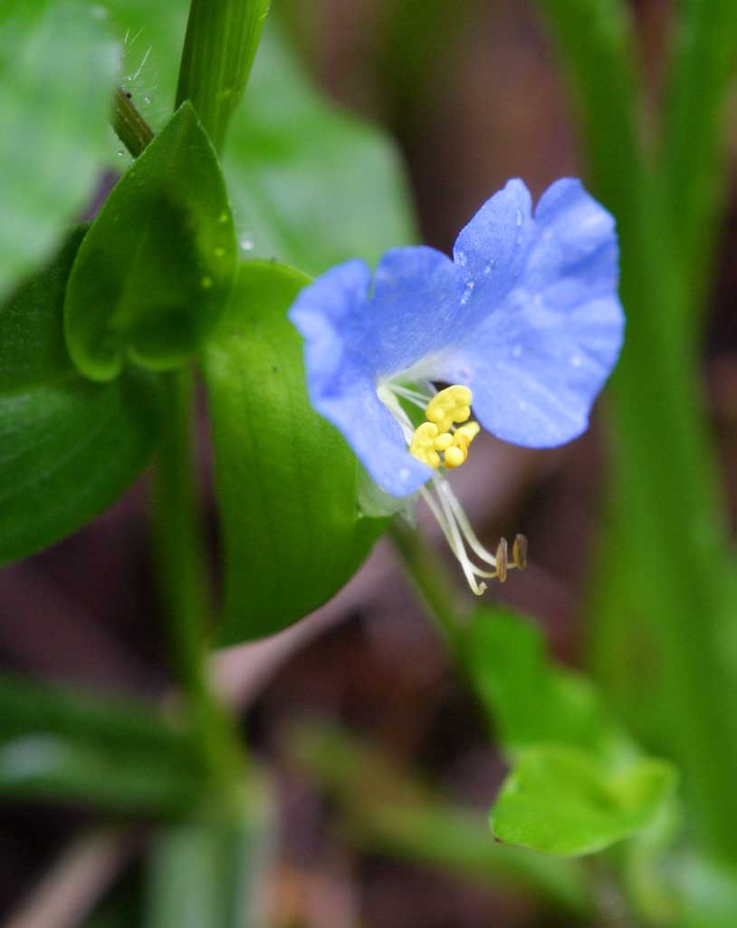 Foto, materieel, vrij, landschap, schilderstuk, bevoorraden foto,Dayflower, Dayflower, , , Blauw