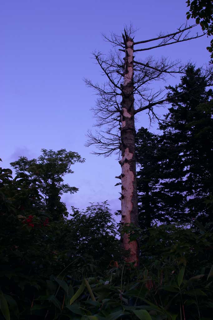 Foto, materieel, vrij, landschap, schilderstuk, bevoorraden foto,Dode boom, Naaldboom, Dode boom, Aftakking, Blauwe lucht