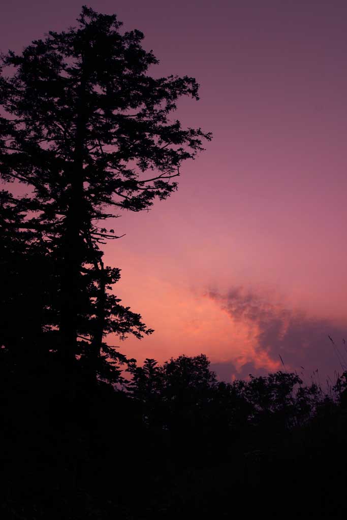 photo,material,free,landscape,picture,stock photo,Creative Commons,Sunrise glow and a tree, sunrise glow, red, cloud, sky