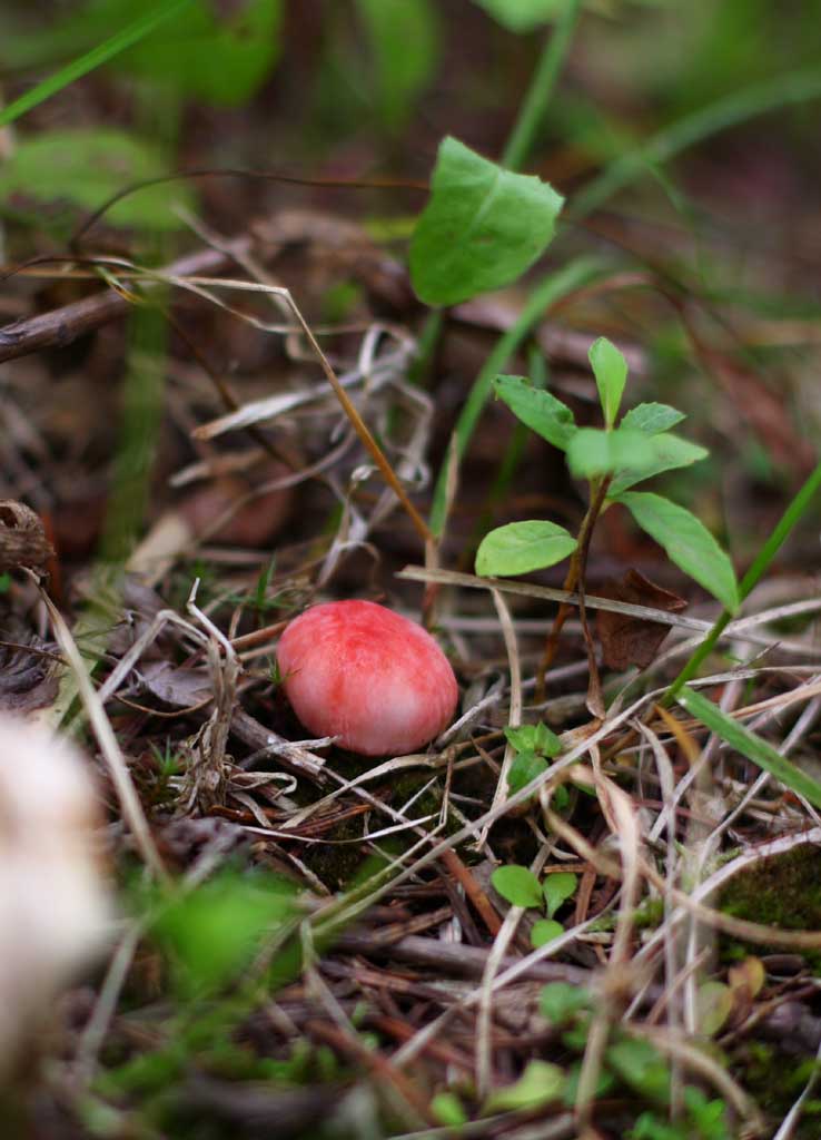 photo,material,free,landscape,picture,stock photo,Creative Commons,Baby mushroom, mushroom, , , pink