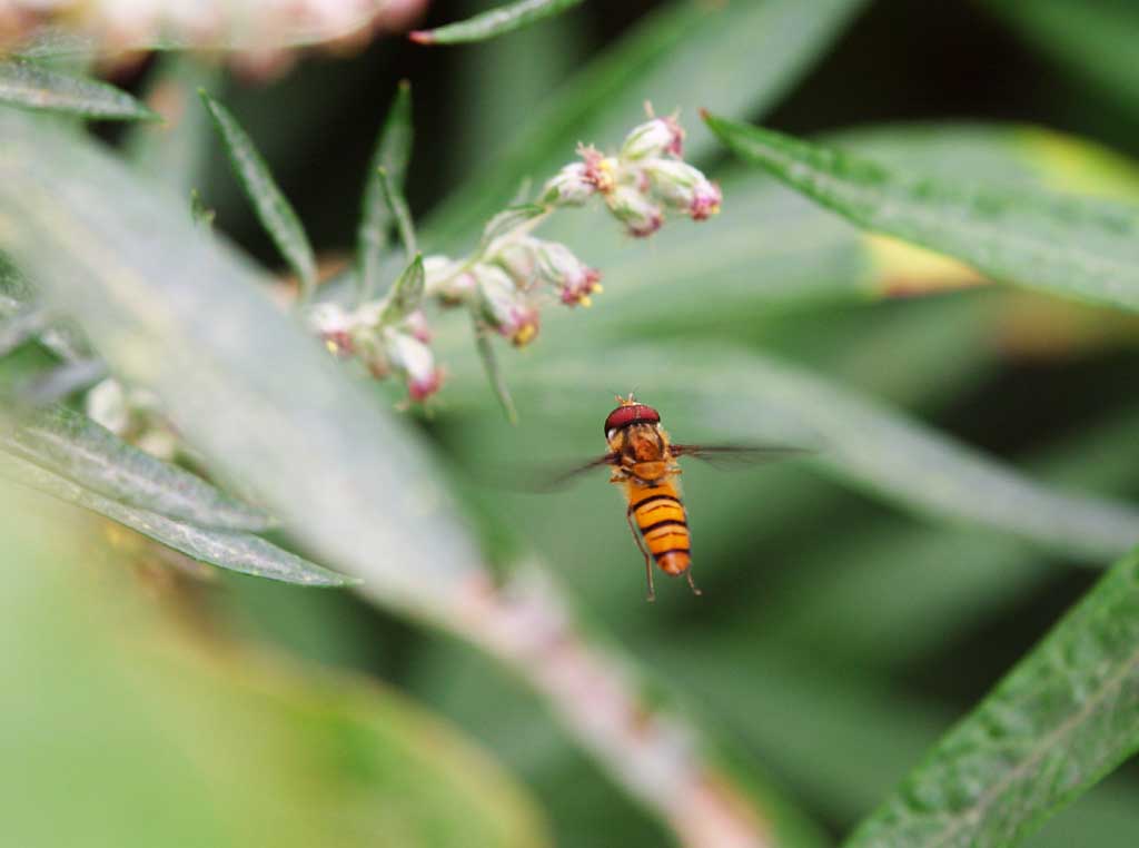 photo,material,free,landscape,picture,stock photo,Creative Commons,Hovering, horse fly, , , mid-air