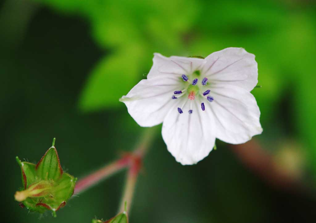 fotografia, materiale, libero il panorama, dipinga, fotografia di scorta,Piccolo fiore bianco, bianco, , , 