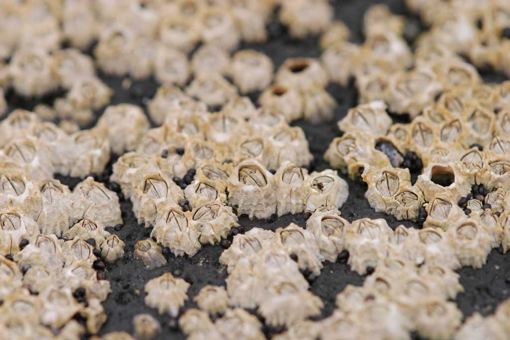 photo,material,free,landscape,picture,stock photo,Creative Commons,Small barnacles in a cluster, conifer, young tree, fir, HimenumPond