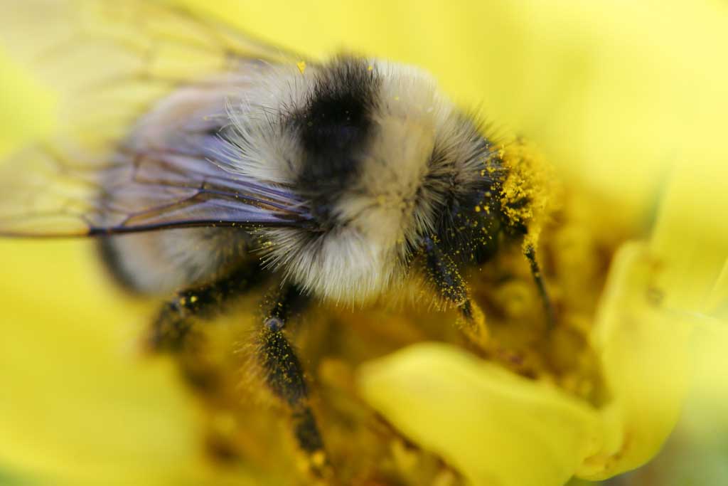 Foto, materieel, vrij, landschap, schilderstuk, bevoorraden foto,Bee en stuifmeel, Bee, , , Stuifmeel