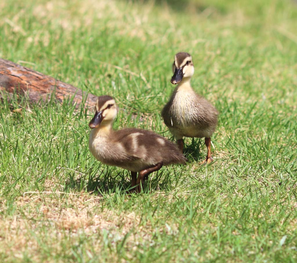 Foto, materiell, befreit, Landschaft, Bild, hat Foto auf Lager,Spot-billed duck, , , , 