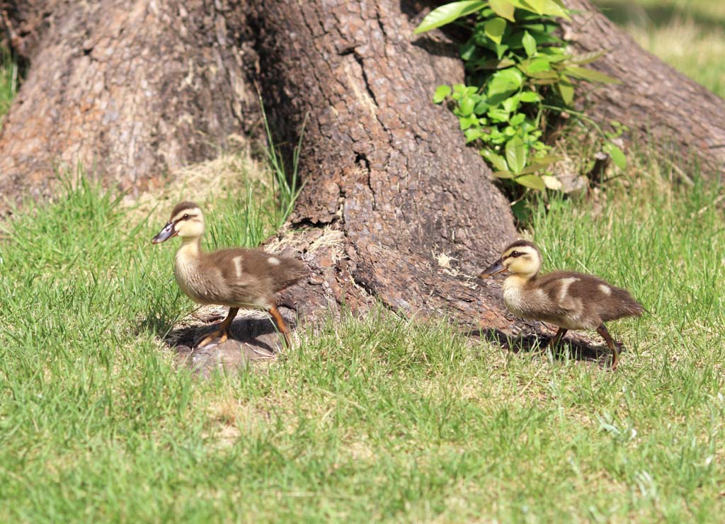 Foto, materieel, vrij, landschap, schilderstuk, bevoorraden foto,Spot-gefactureerd duck, , , , 