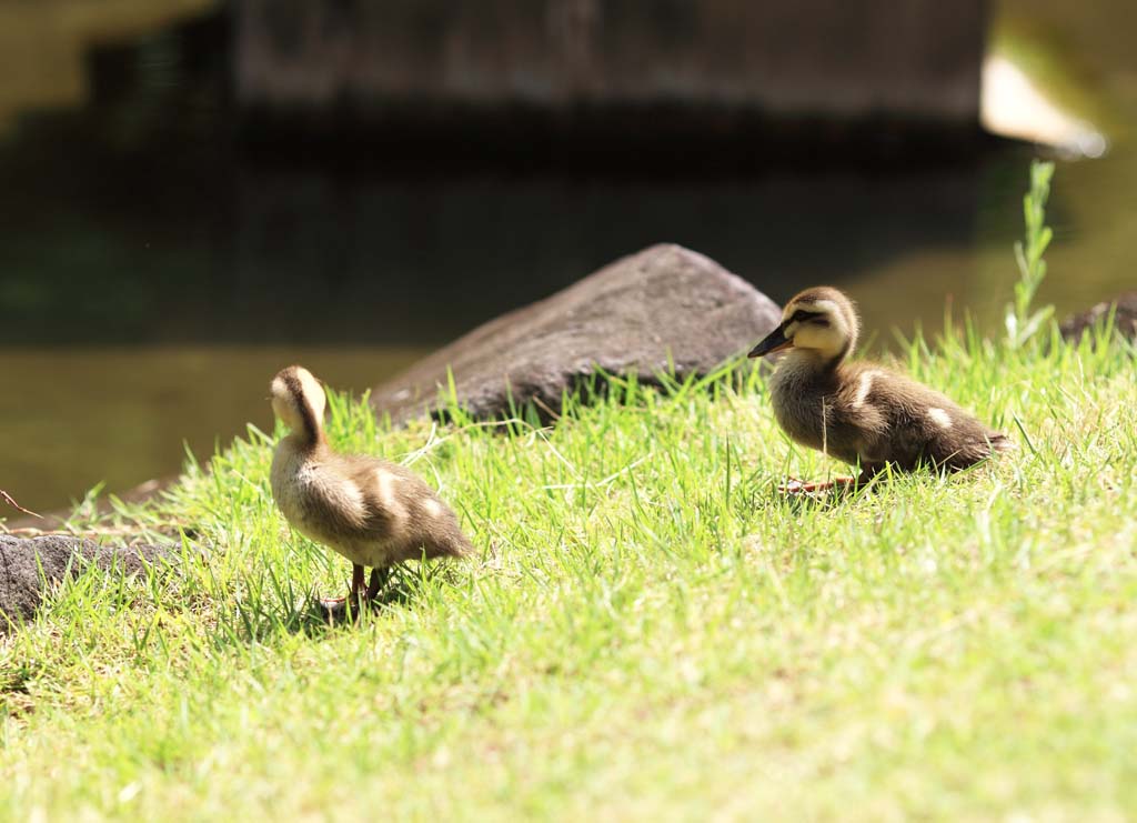 photo,material,free,landscape,picture,stock photo,Creative Commons,Spot-billed duck, , , , 