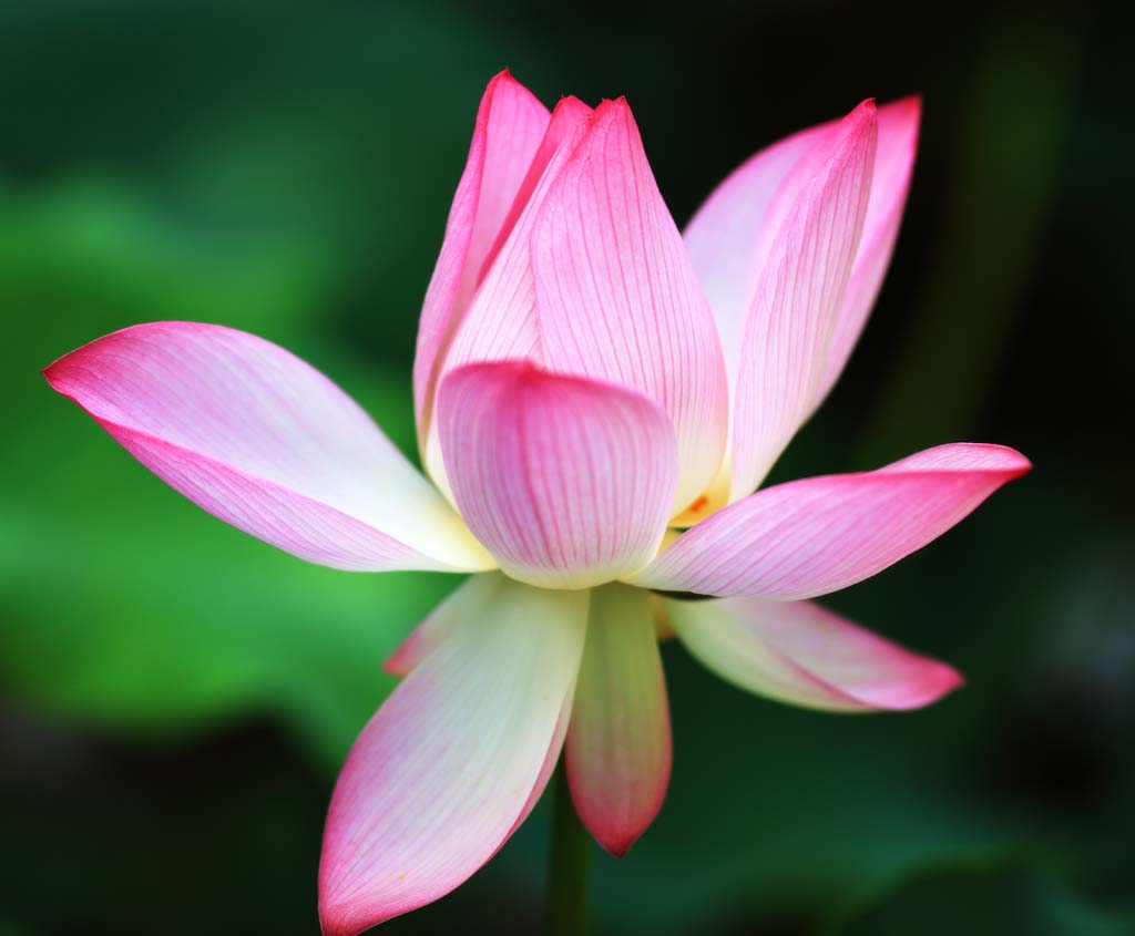 Foto, materiell, befreit, Landschaft, Bild, hat Foto auf Lager,Lotus Flower, , , , 