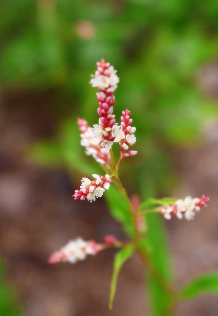 photo,material,free,landscape,picture,stock photo,Creative Commons,Small white flowers, white, red, , 