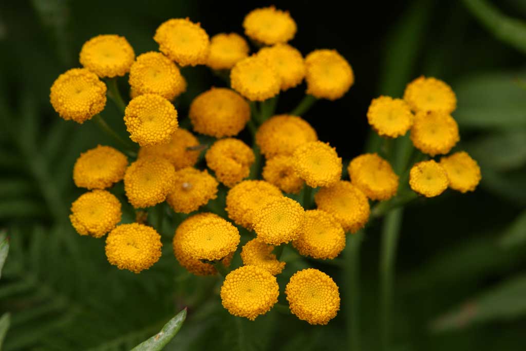 photo,material,free,landscape,picture,stock photo,Creative Commons,Small orange flowers, yellow, orange, , 