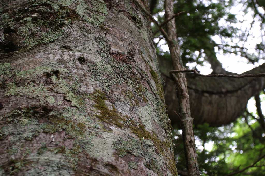 Foto, materiell, befreit, Landschaft, Bild, hat Foto auf Lager,Rinde, Nadelbaum, Rinde, Rinde des Baumes, 