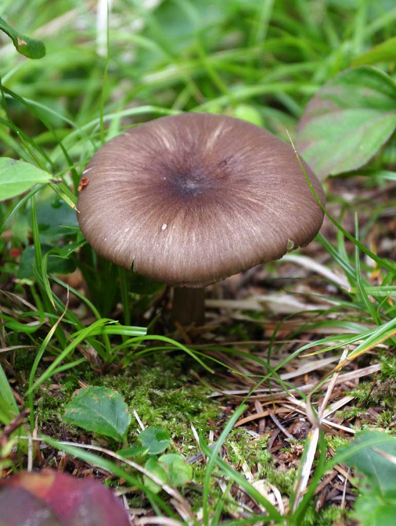 photo,material,free,landscape,picture,stock photo,Creative Commons,Mushroom, mushroom, , , thicket